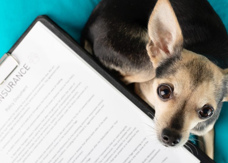 Pet Insurance 2026: Must-Have Cost Comparison & Hidden Risks